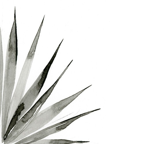 Agave II