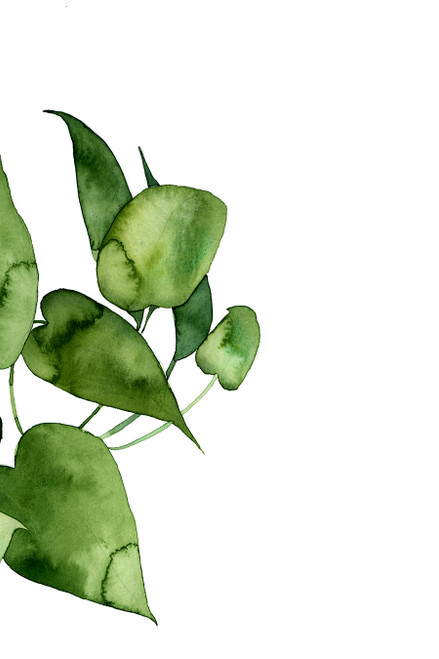 Pothos II Pothos II