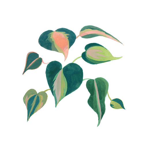 Ivy Sprout Pink