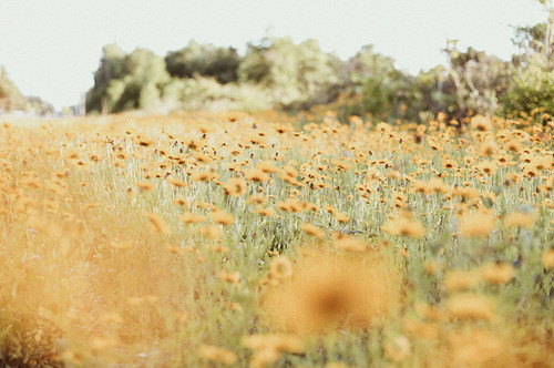 Autumn Fields II