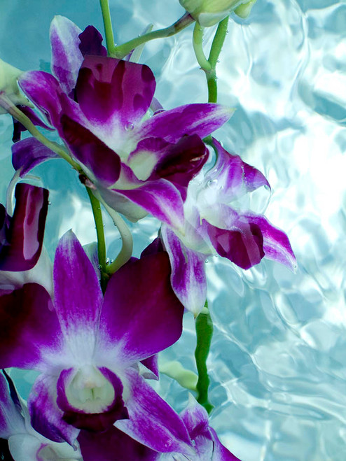 Sunken Flowers (L)