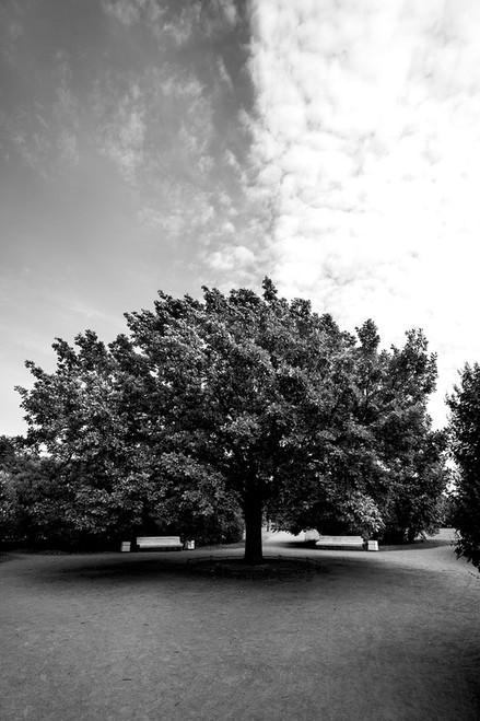 Tree in Park Tree in Park