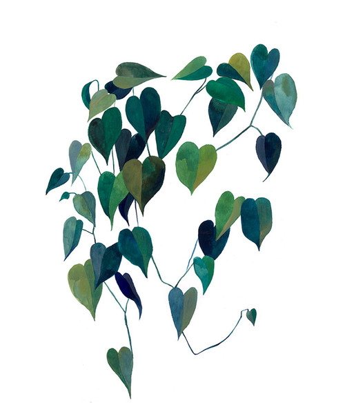 Vine