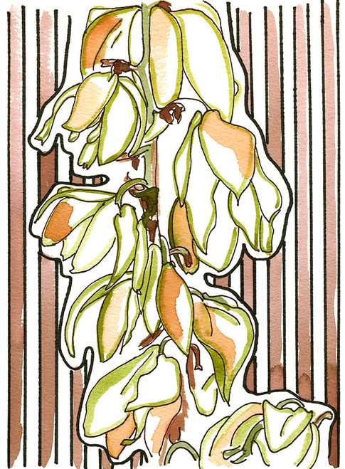 Yucca Branch