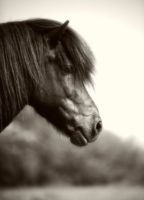 Horse Profile 4