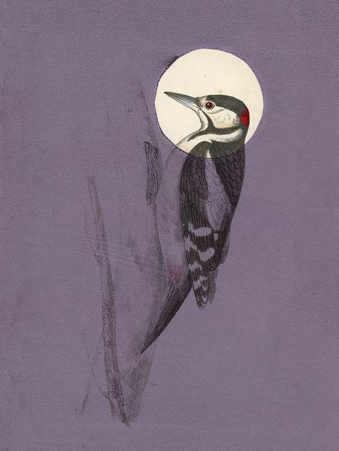Antique Bird Plum Sage