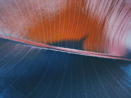 Blue and Orange