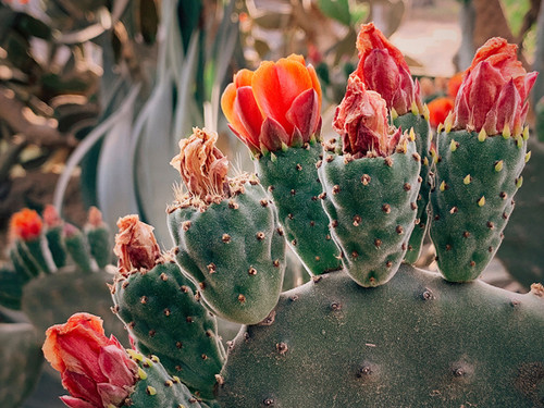 Prickly Blossom 2