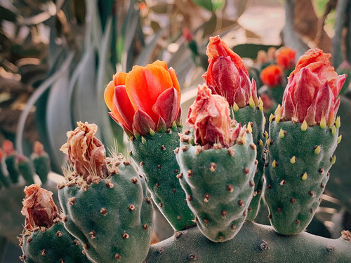 Prickly Blossom 3