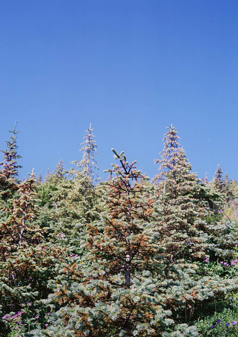 Trees, Iceland