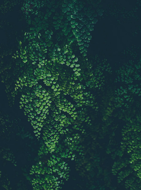 Greenery