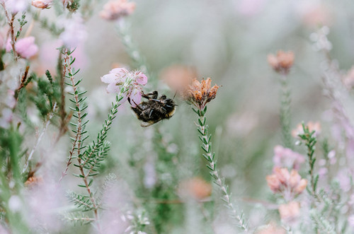 Bee