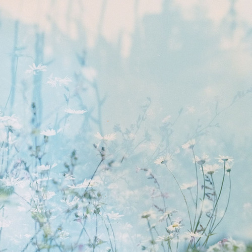Bloom 2