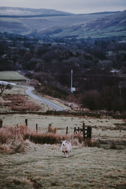 Countryside Winter Gathering V