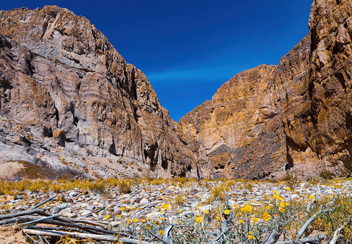 Cottonwood