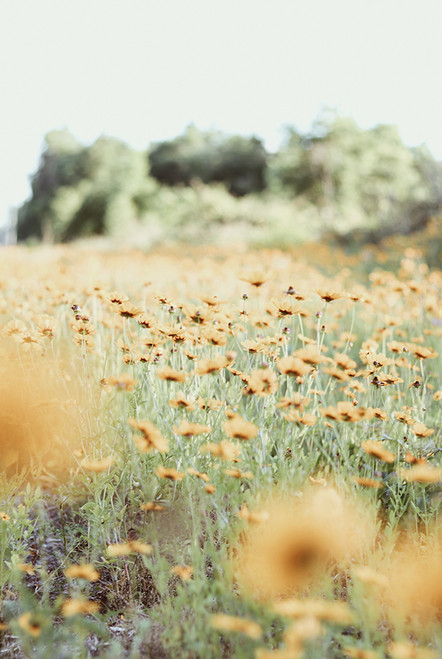 Autumn Fields I