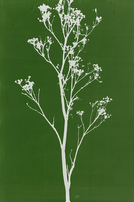 Wild Fennel