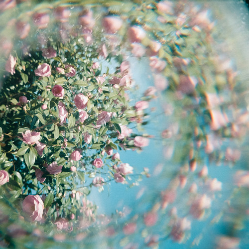 Kodak Flowers 2B