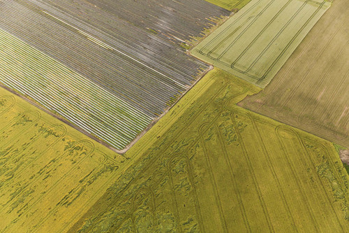 Fields I