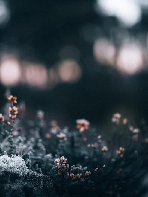 Night Flowers