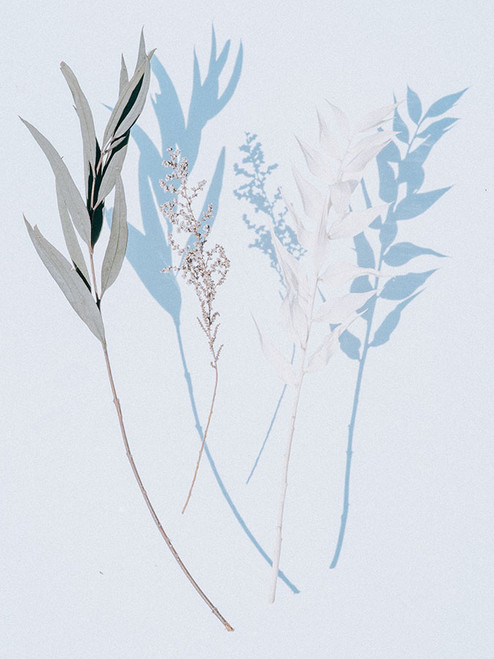 Shadow Leaves