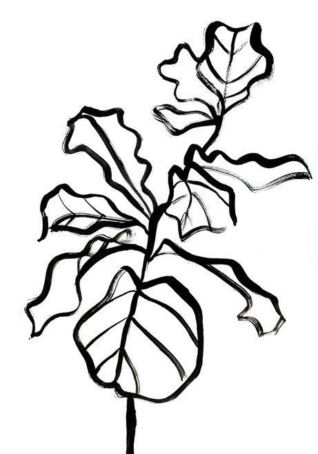 Fiddle Plant
