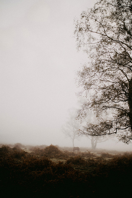 Misty Trees