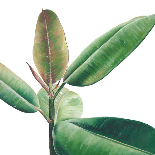 Ficus Burgundy