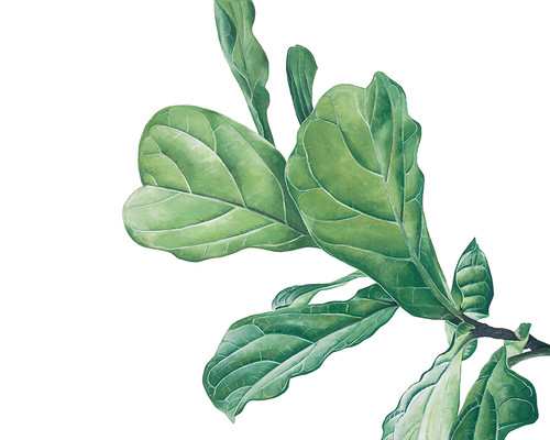 Fiddle Leaf