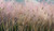 Grasses 9