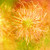 Color Story Yellow