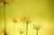 Forest of Flowers Yellow