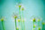 Forest of Flowers Green