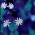 Mystery Blue