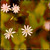 Mystery Yellow