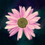 Pink Flower