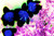 Space Flower