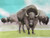Colored Bison