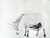 Icelandic Pony in the Wind