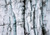 The Frozen Labyrinth I The Frozen Labyrinth I