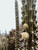 Cactus I