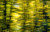 Blurred Trees II Blurred Trees II