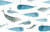 Whale Whale