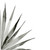 Agave II