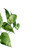 Pothos II Pothos II