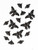 Black Moths
