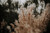 Plant IV