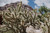 Desert Cactus
