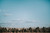 Tree Line
