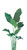Bird of Pardise